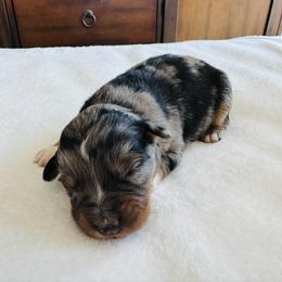 Scout - Blue merle male Australian Shepherd puppy in Zwingle, Iowa from Homestead Aussies & Doodles