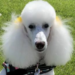 Poodles from Park Vista Standard Poodles