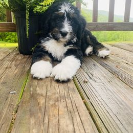 Bernedoodle and Goldendoodle All Grown Up from Happy Valley Doodles