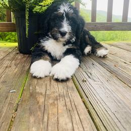 Bernedoodle and Goldendoodle All Grown Up from Happy Valley Doodles