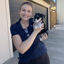 Border Collie and Miniature Schnauzer Puppies from Circle R Sidney