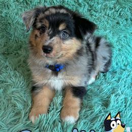 Bandit - Blue merle male Miniature American Shepherd puppy in Millington, Tennessee from Goading Glee Glade