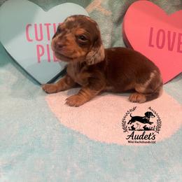 Bella - Chocolate Dapple Smooth - Dapple female Dachshund puppy in East Dover, Vermont from Audet’s Mini Dachshunds