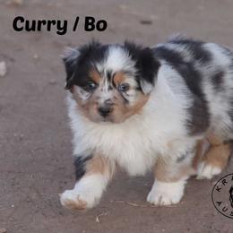 Curry - Blue merle male Miniature Australian Shepherd puppy in Garden Plain, Kansas from Krazy K Aussies