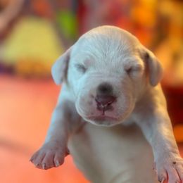 1st pick male - White and black male Dalmatian puppy in Lake Mathews, California from Bully Market