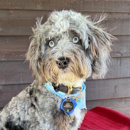 Steve - Bernedoodle