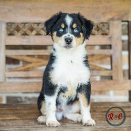 Sage - Black tri male Miniature Australian Shepherd puppy in Buna, Texas from R & C Kennels