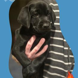 Cocoa - Brown Collar - Black male Labrador Retriever puppy in Sumerduck, Virginia from Cedar Mountain Retrievers
