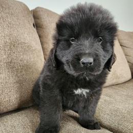 Dreamer (yellow) - Black male Newfoundland puppy in Newmanstown, Pennsylvania from Mufasa's Pride (Newfoundland breeder)