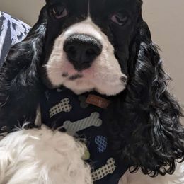 Sam - Black and white Cocker Spaniel puppy in Stillwater, Oklahoma from CZ's K-9s