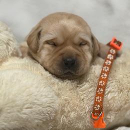 Yellow male 3 - Yellow male Labrador Retriever puppy in Orlando, Florida from Clarisma K9’s