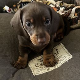 Dachshund Puppies from Empire's Dachshunds