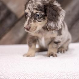 Dachshund Puppies from Prima Dachshunds