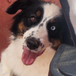 Australian Shepherds, Miniature American Shepherds, and Miniature Australian Shepherds from Copper Sky Aussies & Mini American Shepherds