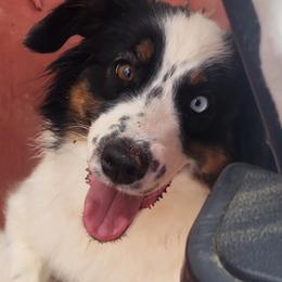 Australian Shepherds, Miniature American Shepherds, and Miniature Australian Shepherds from Copper Sky Aussies & Mini American Shepherds