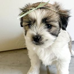 Cotons de Tulear from HH COTONS