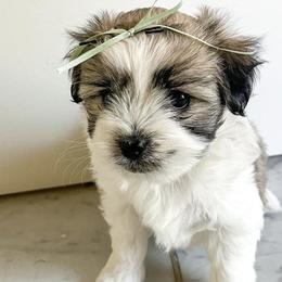 Cotons de Tulear from HH COTONS