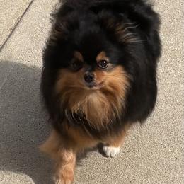 Jazzy - Pomeranian
