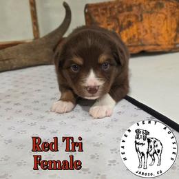 Virginia - Red tri female Toy Australian Shepherd puppy in Jaroso, Colorado from Heaven Sent Aussies