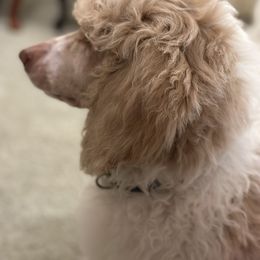 Pembroke Welsh Corgi and Poodle Puppies from Blue Diamond Kennel