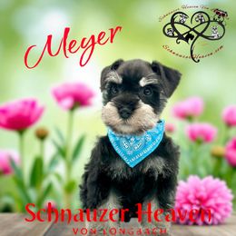 MEYER AKC - Black and silver male Miniature Schnauzer puppy in Pelzer, South Carolina from Schnauzer Heaven Von Longbach