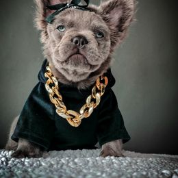 French Bulldog Puppies from Whatabulldog