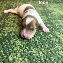 Icon - Dapple female Dachshund puppy in Lexington, Oklahoma from BooneDox Miniature Dachshunds