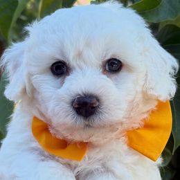 Mr.Yellow - White male Bichon Frise puppy in Sacramento, California from Charming Bichons