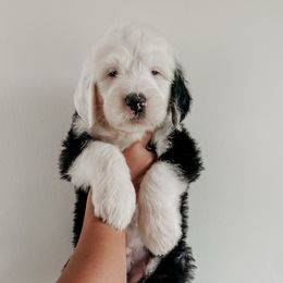 George - Black and white male Sheepadoodle puppy in Wabash, Indiana from DOODCompany