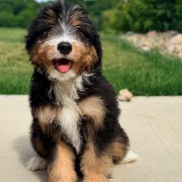 Denali (socialization program grad) - Tri-color male Bernedoodle puppy in Dundee, Ohio from Down Home Doodle