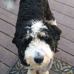 Bernedoodles from Kingdom Pups