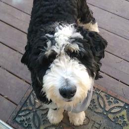 Bernedoodles from Kingdom Pups