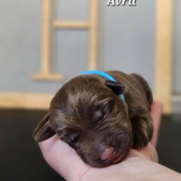 Avril - Chocolate female Labrador Retriever puppy in Macomb, Missouri from Hicks Family Homestead