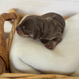 Girl 2 - Chocolate and cream female Dachshund puppy in Enoch, Utah from Juniper Ridge Dachshunds