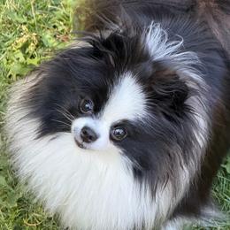 Panda - Pomeranian