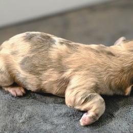 Merle girl - Chocolate brindle female Havapoo puppy in Medina, Ohio from Momma's Minis