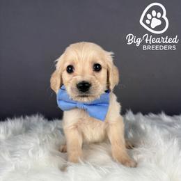 Max - Cream male Goldendoodle puppy in Utah County, Utah from Big Hearted Breeders