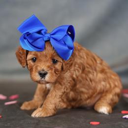 This is Lego - Red female Cavapoo puppy in Murray, Utah from Good Looking Dogs