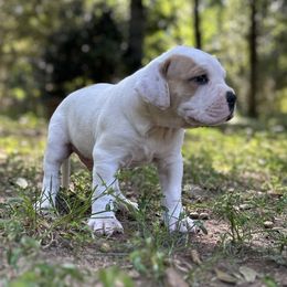 American Bulldog Puppies from Genesis American Bulldogs