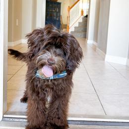Toffee- trained - Brown male Cockapoo puppy in Bradenton, Florida from Doodle Acres