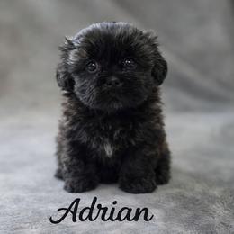 Adrian - Chocolate and tan female Shih Tzu puppy in Ronda, North Carolina from Willow River