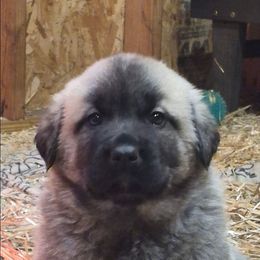 Luca - Gray fawn male Anatolian Shepherd Dog puppy in Jackson, New Jersey from Homestead Heaney