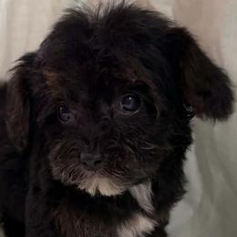 Mika - Black and tan female Yorkipoo puppy in Lebanon, Kentucky from Mosaic Merle Doodles