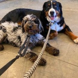 Aussiedoodle, Bernedoodle, and Bernese Mountain Dog All Grown Up from Lost Coast Bernese Mountain Dogs