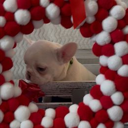 Missy - White and fawn female French Bulldog puppy in Cañon City, Colorado from Terri Geiser-Gilchrist