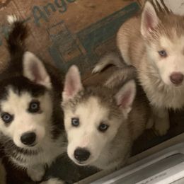 Siberian Husky Puppies from Nancy Barger's Siberian Huskies