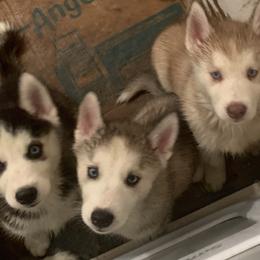 Siberian Husky Puppies from Nancy Barger's Siberian Huskies
