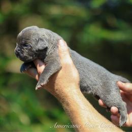 Gambit - Gray male Cane Corso puppy in Cable, Ohio from Americana Cane Corso