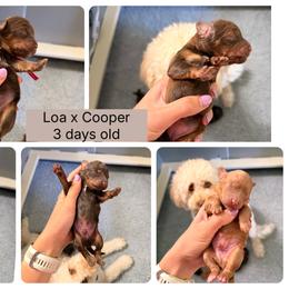 Loa x Cooper - Red male Cavapoo puppy in Pleasant Grove, Utah from Destination Doodles