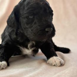 Boots - Black female Goldendoodle puppy in Saint Louis, Missouri from Jax Doodles